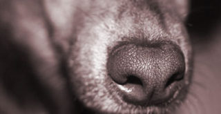 Dog follows nose to keep sober-living houses drug-free – Camarillo Acorn Dog follows nose to keep sober-living houses drug-free