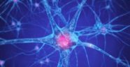 Brain mechanisms in drug addiction new brain pathways revealed